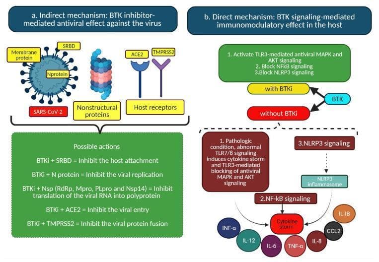 A medical infographic and signaling pathway diagram illustrating the dual mechanisms of Bruton’s tyrosine kinase inhibitors (BTKi) in the treatment of SARS-CoV-2.
Section (a) details the 'Indirect mechanism' focused on antiviral effects. It depicts a SARS-CoV-2 virion with structural components (Membrane protein, SRBD, N protein) and nonstructural proteins (Nsp). It also shows host cell receptors ACE2 and TMPRSS2. A summary table outlines how BTKi may inhibit host attachment, viral replication, RNA translation, viral entry, and protein fusion by targeting these specific viral and host components.
Section (b) illustrates the 'Direct mechanism' focusing on immunomodulatory effects via BTK signaling. It compares two states: 'with BTKi' and 'without BTKi'. Without inhibition, a pathologic state involves abnormal TLR7/8 and TLR3 signaling, leading to NF-kB and NLRP3 activation, resulting in a 'cytokine storm' (TNF-a, IL-6, IL-12, etc.). With BTKi, the pathway shifts to activate TLR3-mediated antiviral MAPK/AKT signaling while blocking NF-kB and NLRP3 pro-inflammatory pathways.
This educational content demonstrates pharmacological strategies for drug repurposing in infectious disease and immunology.