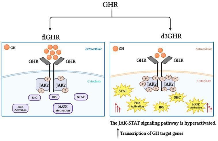 This pathophysiology diagram compares the intracellular signaling pathways of the full-length growth hormone receptor (flGHR) and the exon 3-deleted growth hormone receptor (d3GHR). Both pathways illustrate Growth Hormone (GH) binding to the extracellular domain of the GHR, leading to the recruitment and phosphorylation of Janus kinase 2 (JAK2) in the cytoplasm. Downstream signal transduction involves the activation of SHC, IRS, STAT, PI3K, and MAPK pathways. In the d3GHR variant, the diagram depicts hyperactivation of these signaling cascades, visually indicated by 'burst' icons around the cytoplasmic proteins (STAT, PI3K, IRS, MAPK), multiple phosphorylation markers on JAK2, and red upward arrows. This hyperactivation in the d3GHR pathway is associated with increased sensitivity of the JAK-STAT pathway, resulting in enhanced transcription of GH target genes compared to the standard flGHR isoform. The illustration serves as an educational tool for endocrinology and molecular biology to demonstrate how genetic variations in receptor structure influence hormonal signal intensity and gene expression.