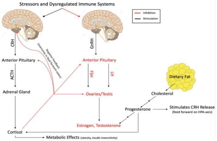 A medical flow diagram illustrating the complex interactions between the Hypothalamic-Pituitary-Adrenal (HPA) axis, the Hypothalamic-Pituitary-Gonadal (HPG) axis, and metabolic factors. The diagram uses black arrows to signify stimulation and red lines to signify inhibition. The HPA axis pathway shows 'Stressors and Dysregulated Immune Systems' triggering the release of Corticotropin-Releasing Hormone (CRH), which stimulates the Anterior Pituitary to release ACTH, subsequently causing the Adrenal Gland to produce Cortisol. A negative feedback loop is shown where Cortisol inhibits the Anterior Pituitary. The HPG axis involves Gonadotropin-Releasing Hormone (GnRH) stimulating the release of FSH and LH from the Anterior Pituitary, which acts on the Ovaries/Testis to produce Estrogen and Testosterone. Cross-talk is evidenced by Cortisol inhibiting the HPG axis at multiple levels. Additionally, a metabolic pathway demonstrates 'Dietary Fat' converting to Cholesterol and Progesterone, which exerts a feed-forward stimulatory effect on CRH release, linking nutrition and obesity to HPA axis dysregulation.