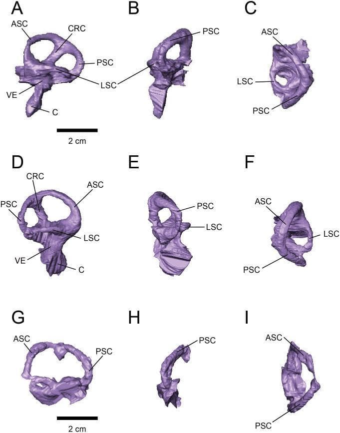 Anatomical diagram presenting virtual 3D endocasts of the endosseous labyrinth (inner ear). The image displays left and right specimens (FPDM-V-9775 and FPDM-V-9677) across nine panels in lateral (A, D, G), posterior (B, E, H), and dorsal (C, F, I) views. Key anatomical structures labeled include the anterior semicircular canal (ASC), posterior semicircular canal (PSC), lateral semicircular canal (LSC), cochlea (C), vestibule (VE), and crus commune (CRC). The ASC is characterized by a generally round, low-arc morphology. The PSC is slightly lower dorsoventrally than the ASC, and both are joined by the crus commune. The LSC is the shortest of the three canals. Ventral to the vestibular apparatus, the elongated cochlear duct (C) is visible in the lateral views. The arrangement illustrates the spatial orientation and comparative morphology of the vestibular and auditory systems, relevant for understanding balance and auditory function within comparative anatomy and diagnostic imaging studies.