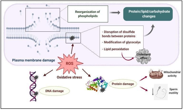 This pathophysiology diagram illustrates the cellular mechanisms of oxidative stress-induced damage in human sperm cells, specifically during cryopreservation processes. The central element is a Reactive Oxygen Species (ROS) starburst indicating the initiation of oxidative stress. The diagram branches into two main pathways of cellular injury. The upper section details 'Plasma membrane damage', showing a phospholipid bilayer undergoing structural disruption. Specific molecular processes highlighted include the reorganization of phospholipids, lipid peroxidation leading to cholesterol efflux, disruption of protein disulfide bonds, and modification of the glycocalyx. These changes result in generalized protein, lipid, and carbohydrate alterations. The lower section illustrates 'Oxidative stress' impacting deeper cellular structures: genomic DNA damage (depicted as a double helix with lesion markers) and protein damage (shown as a misfolded tertiary structure). The functional consequences of protein damage are shown as impaired mitochondrial activity and decreased sperm motility, visually represented by an axoneme/flagellum with a downward arrow. This visual aid is intended for advanced medical education in reproductive physiology and andrology.