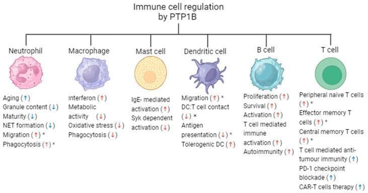 This medical illustration is a pathophysiology diagram titled 'Immune cell regulation by PTP1B,' detailing how Protein Tyrosine Phosphatase 1B (PTP1B) inhibition or knockout modulates the function of innate and adaptive immune cells. The diagram displays six leukocyte types: Neutrophil, Macrophage, Mast cell, Dendritic cell, B cell, and T cell. Beneath each cell, specific physiological processes are listed with arrows indicating an increase (upward blue arrow) or decrease (downward red arrow) in activity following PTP1B deficiency. For example, it shows increased neutrophil aging and migration, decreased macrophage metabolic activity and phagocytosis, and increased B cell proliferation and survival. The T cell section highlights increased anti-tumor immunity and CAR-T cell therapy efficacy. Asterisks denote cell-specific rather than global knockout effects. This visual summary is used in immunology and oncology to illustrate the potential of PTP1B as a therapeutic target for chronic inflammation, metabolic disease, and cancer immunotherapy.