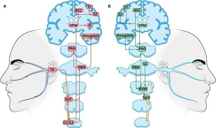 This medical schematic illustrates the neuroanatomical circuits involved in orofacial pain modulation, divided into ascending nociceptive pathways (Panel A) and descending modulatory pathways (Panel B). Panel A depicts the ascending pathway starting from the trigeminal nerve distribution on the face. Signals travel to the trigeminal ganglion (TG), then to the spinal trigeminal nucleus (SpV) and upper cervical spinal cord (C1/C2). From the brainstem, second-order neurons project to the parabrachial nucleus (PBN) and ventral posteromedial nucleus of the thalamus (VPM). These project to higher cortical and subcortical regions including the Amygdala, anterior cingulate cortex (ACC), insular cortex (IC), and primary/secondary somatosensory cortices (S1/S2). Panel B focuses on the descending regulation system, highlighting the periaqueductal gray (PAG) and rostral ventromedial medulla (RVM) as key relays. Feedback loops are shown from the ACC, S1, S2, and Amygdala back to the PAG and locus coeruleus (LC), which ultimately modulate nociceptive transmission at the level of the SpV. The diagram serves as a map for understanding the pathophysiology of chronic orofacial pain and central sensitization.