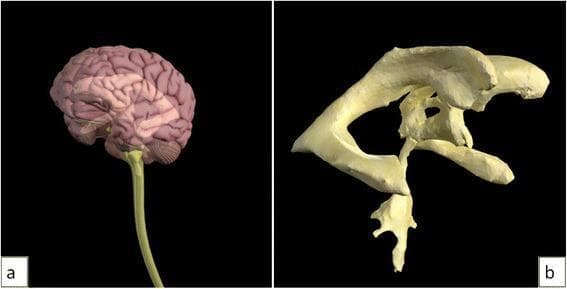 This dual-panel image features 3D anatomical models of the central nervous system and ventricular system, used for neuroanatomical education. Image (a) depicts a lateral view of the human brain and spinal cord. The cerebral cortex shows distinct gyri and sulci, with the cerebellum positioned posteriorly and the brainstem tapering into a long, cylindrical spinal cord. The model utilizes varying opacities to suggest internal depth. Image (b) provides a detailed, isolated 3D reconstruction of the cerebral ventricular system. Visible structures include the bilateral lateral ventricles with their characteristic C-shape (comprising the anterior, posterior, and inferior horns), the midline third ventricle, the narrow cerebral aqueduct of Sylvius, and the fourth ventricle located inferiorly. The model demonstrates the spatial relationships and interconnected pathways essential for understanding cerebrospinal fluid (CSF) flow. This visual material is designed for medical students and clinicians to study intracranial anatomy and the pathophysiology of conditions like hydrocephalus.