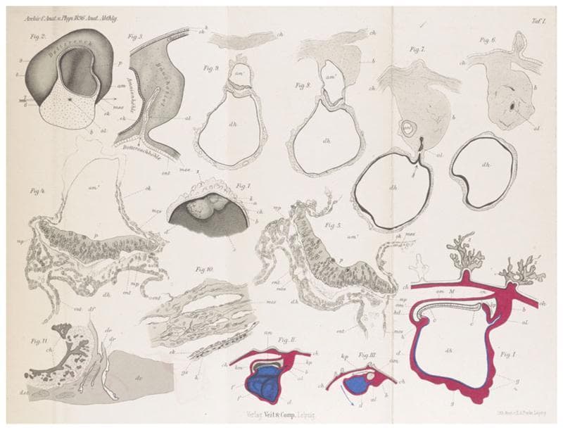 A historical anatomical plate comprising semi-schematic diagrams and illustrations of early human embryos, specifically the 'Gle' and 'v.H.' specimens, as documented by Graf v. Spee (1896). The layout includes profile views, median sections, and serial cross-sections organized to demonstrate early gestational development. Key features include the amnion (am), chorion (ch), and yolk sac/diencephalon (dh) structures. Figures I and II illustrate the 'Gle' embryo via semi-schematic median sections and profile views, highlighted with blue and red contrasting tones to show embryonic layers and blood vessel precursors. Figures III and 1-11 represent various sections of the 'v.H.' embryo, showing the morphology of the embryonic disc, allantois (al), and primitive streak area. The illustrations focus on the spatial relationships between the amniotic cavity, the embryonic body, and the surrounding extraembryonic membranes, providing foundational observations in human embryology and early morphogenesis.
