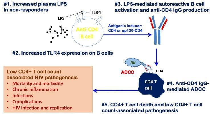 This pathophysiology diagram illustrates the mechanism of autoimmune-mediated CD4+ T cell depletion in people with HIV (PWH). The process is depicted in five numbered stages: (1) Increased plasma lipopolysaccharide (LPS) in non-responders, representing microbial translocation. (2) Upregulation of TLR4 expression on anti-CD4 B cells. (3) LPS-mediated B cell activation leading to the production of anti-CD4 IgG autoantibodies, stimulated by CD4 or gp120-CD4 complexes. (4) These autoantibodies bind to CD4 T cells, recruiting Natural Killer (NK) cells to perform antibody-dependent cell-mediated cytotoxicity (ADCC). (5) Resultant CD4+ T cell death and subsequent low CD4+ T cell counts. A summary box highlights the clinical consequences of this pathway, including chronic inflammation, increased infections, and HIV-associated morbidity and mortality. This diagram serves as an educational model for immune reconstitution failure despite antiretroviral therapy (ART).