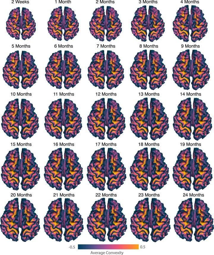 This series of 25 diagnostic images presents a longitudinal timeline of infant brain development through cortical surface atlases from 2 weeks to 24 months of age. Each atlas illustrates the gray matter-white matter interface (white surface) in a superior view, color-coded by average convexity measured in millimeters (scale: -0.5 to 0.5 mm). Darker blue/purple hues represent negative convexity (deep sulci), while yellow/orange hues represent positive convexity (prominent gyri). The timeline demonstrates a significant progression in cortical gyrification and surface complexity over the first two years of life. At 2 weeks, the brain displays a relatively smooth surface with simplified sulcal patterns. As maturation progresses, particularly between 6 and 12 months, the gyral and sulcal architecture becomes increasingly defined and intricate. By 24 months, the cortical folds exhibit adult-like complexity with sharp contrast between the deeply recessed sulci and well-formed primary and secondary gyri. This visual resource is used to study neurodevelopmental milestones in surface geometry and brain volume expansion during infancy.