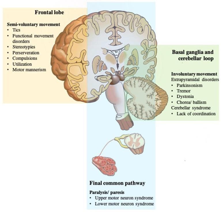 An anatomical diagram and pathophysiology illustration of the human motor system, categorizing neuroanatomical structures by their functional roles and associated clinical disorders. The diagram utilizes color-coded regions overlaid on a coronal brain section, brainstem, spinal cord, and muscle. The yellow region highlights the frontal lobe, associated with 'semi-voluntary movement' disorders such as tics, functional movement disorders, stereotypies, and compulsions. The green region encompasses the basal ganglia and cerebellar loop, linked to 'involuntary movement' and extrapyramidal disorders, including parkinsonism, tremor, dystonia, chorea/ballism, and cerebellar syndromes. The blue region represents the 'final common pathway,' including the primary motor cortex, corticospinal tract, spinal cord, and peripheral nerves, associated with paralysis and paresis (upper and lower motor neuron syndromes). The visual serves as an educational framework for differentiating movement disorders based on their neuroanatomical site of dysfunction, illustrating the integrated nature of motor control from cortical initiation to peripheral execution.
