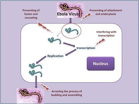 A pathophysiology diagram illustrating the Ebola virus (EBOV) life cycle within a host cell and identifying potential therapeutic targets. The diagram utilizes clinical micrographs of the filamentous, pleomorphic Ebola virus to represent entry and exit. The intracellular viral replication stages are mapped sequentially: attachment and endocytosis (entry), fusion and uncoating (releasing the viral genome), transcription, replication, and budding and assembly (exit). Potential pharmacological intervention points are highlighted by red lightning bolt icons, indicating strategies such as preventing attachment and endocytosis, preventing fusion and uncoating, interfering with transcription, and arresting the process of budding and assembling. The host cell is depicted with a distinct nucleus, and arrows trace the progression of the viral cycle from cellular entry to the release of progeny virions. This educational graphic is designed for medical virology and drug discovery contexts, emphasizing sites of action for future anti-Ebola therapeutics.