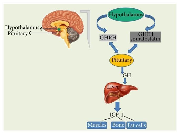 This medical illustration depicts the somatotropic axis, a key endocrine pathway for growth hormone (GH) regulation. On the left, a sagittal view of the human brain identifies the anatomical positions of the hypothalamus and the pituitary gland. To the right, a corresponding flow diagram outlines the physiological cascade. The hypothalamus initiates the pathway by secreting Growth Hormone-Releasing Hormone (GHRH), which stimulates the pituitary, and Growth Hormone-Inhibiting Hormone (GHIH/somatostatin), which acts as an inhibitor. In response to GHRH, the pituitary gland releases Growth Hormone (GH) into circulation. This hormone travels to the liver, where it triggers the production and release of Insulin-like Growth Factor 1 (IGF-1). The diagram concludes by showing that IGF-1 acts on peripheral target tissues, specifically muscles, bones, and fat cells, to promote growth and metabolic processes. The schematic provides a comprehensive overview of the neuroendocrine control and systemic effects of the GH/IGF-1 axis suitable for medical education.