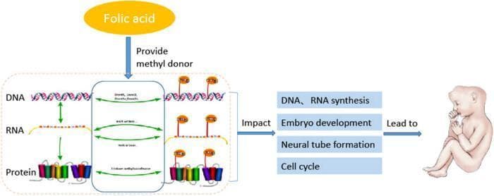This pathophysiology diagram illustrates the role of folic acid in cellular methylation and its impact on human embryonic development. The flow begins with folic acid acting as a precursor to provide methyl donors (such as S-adenosylmethionine). A central dashed box highlights the epigenetic regulation of the central dogma: DNA, RNA, and proteins. Within this box, green arrows represent the transcription of DNA to RNA and the translation of RNA to protein. To the right, internal methylation reactions—catalyzed by methyltransferases—are shown adding methyl groups (indicated by 'Me' icons) to these macromolecules. The diagram outlines that these methylation processes directly impact critical biological functions, including DNA and RNA synthesis, embryo development, neural tube formation, and the cell cycle. The final pathway leads to an illustration of an infant with an open neural tube defect (anencephaly/encephalocele), visually demonstrating how disruptions in the folic acid-driven methylation cycle can lead to congenital malformations known as neural tube defects (NTDs).