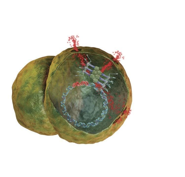 A pathophysiology diagram illustrating the mechanism of bacteriophage infection of Staphylococcus bacteria. The visual depicts two greenish-yellow, spherical cocci with irregular, textured surfaces. The rightmost bacterium is shown in a cross-sectional view, revealing its internal cavity and genetic material, represented as a circular double-helix DNA plasmid in blue and red. At the bacterial cell wall, a bacteriophage (virus) is shown as a complex, geometric structure with a polygonal head and leg-like appendages docked onto the surface. The diagram highlights the injection process, with red particles (viral genetic material) flowing from the phage into the bacterial cytoplasm and accumulating near the point of attachment. This image serves as an educational model for microbiology and infectious disease, specifically demonstrating viral transduction and the potential therapeutic use of phages against biofilms formed on medical devices like needleless intravenous connectors.