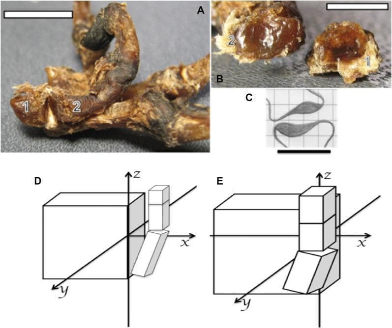 This composite educational resource explores the comparative anatomy of the trapeziometacarpal joint and thumb mobility in primates. Panel (A) and (B) provide clinical photographs of capuchin (Sapajus) hand specimens, identifying the trapezium (1) and metacarpal I (2). Panel (B) highlights the specific articular morphology, where the trapezium (1) presents a convex surface and the metacarpal base (2) presents a concave surface. Panel (C) is a schematic illustration demonstrating the interlocking nature of this saddle joint. Panels (D) and (E) present comparative 3D spatial diagrams of hand mechanics. Diagram (D) illustrates the capuchin hand, showing thumb movement primarily restricted to the z-axis due to a flat carpal arrangement. In contrast, Diagram (E) illustrates the human hand, demonstrating how the anterior position of the trapezium and a curved carpal arch allow the thumb to project above the palmar plane and move across x, y, and z axes. This comparative view illustrates the anatomical basis for true opponency in humans compared to the pseudo-opponency of non-human primates.