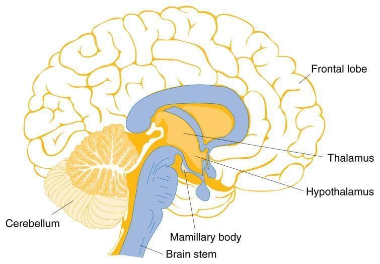 Anatomical Diagram: A mid-sagittal illustration of the human brain, highlighting regions vulnerable to thiamine deficiency and Wernicke-Korsakoff Syndrome. The diagram depicts the frontal lobe with its characteristic gyri and sulci occupying the anterior and superior portions of the cerebrum. Key labeled structures in the central and posterior regions include the thalamus and hypothalamus, located superior to the small, rounded mamillary body. The brain stem is shown extending inferiorly, connecting to the spinal cord. Posterior to the brain stem is the cerebellum, illustrating its distinctive arbor vitae branching pattern. The lateral ventricle is represented as a blue, C-shaped structure above the thalamus. This illustration serves an educational purpose in neurology and nutrition, demonstrating the spatial relationships and functional anatomy of subcortical and brainstem structures often involved in metabolic encephalopathies.
