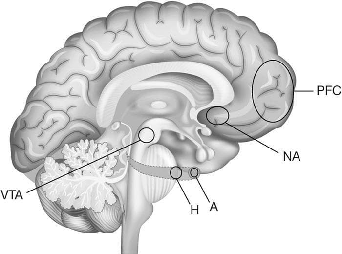 This grayscale anatomical diagram illustrates the mesolimbic dopamine system, often referred to as the reward or addiction circuit, within a human brain. The illustration utilizes a midsagittal view to map key functional regions. Specific structures are highlighted with circles and alphanumeric labels: the Prefrontal Cortex (PFC) at the anterior frontal lobe, the Nucleus Accumbens (NA) in the ventral striatum, the Amygdala (A) and Hippocampus (H) within the medial temporal region, and the Ventral Tegmental Area (VTA) in the midbrain. The diagram emphasizes the spatial relationships and connectivity between these cortical and subcortical structures, which collectively form the final common pathway for the neurobiology of addiction. The cerebellum is visible posteriorly with its characteristic arbor vitae pattern, and the brainstem and corpus callosum provide central anatomical landmarks. This visual is designed for medical education regarding the psychiatric and neurological mechanisms of substance use disorders and reward processing.