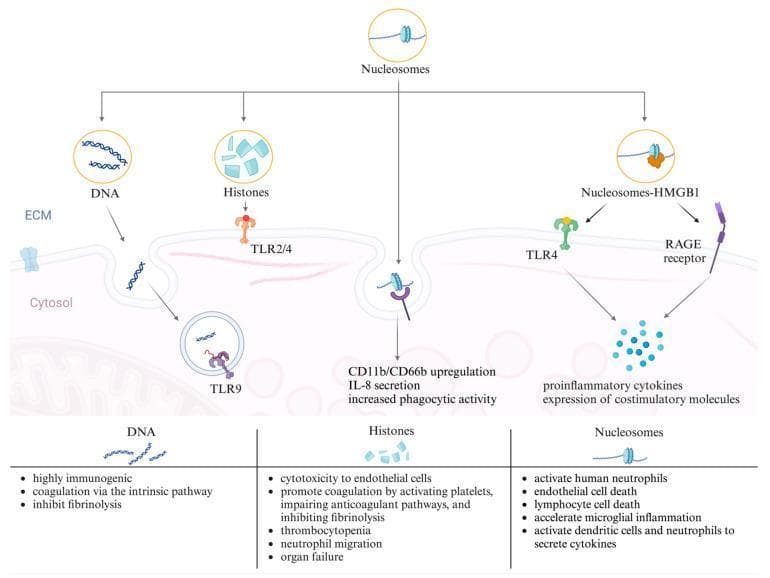 This pathophysiology diagram illustrates the role of extracellular nucleosomes, DNA, and histones as Damage-Associated Molecular Patterns (DAMPs) in the pathogenesis of inflammation and sepsis. The top section depicts molecular interactions at the cellular membrane between the extracellular matrix (ECM) and the cytosol. It shows DNA entering the cell to interact with TLR9, while free histones bind to surface TLR2/4. Nucleosome-HMGB1 complexes are shown engaging TLR4 and RAGE receptors. These interactions trigger intracellular signaling leads to neutrophil activation (CD11b/CD66b upregulation), IL-8 secretion, and the release of proinflammatory cytokines. The bottom portion features a comparison chart detailing systemic clinical consequences. For DNA, these include intrinsic pathway coagulation and fibrinolysis inhibition. For histones, findings include endothelial cytotoxicity, thrombocytopenia, and organ failure. For nucleosomes, the chart lists endothelial and lymphocyte cell death, microglial inflammation, and cytokine secretion. The diagram serves as an educational summary of how nuclear components released into the circulation drive immune dysregulation and coagulopathy during systemic inflammatory responses.