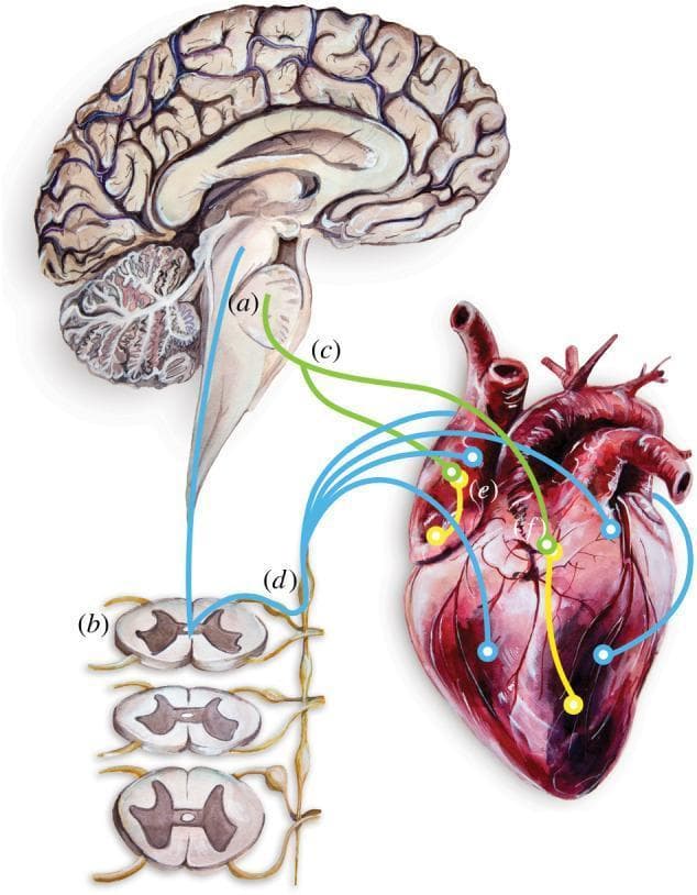 This medical illustration depicts the centers of cardiac neurotransmission, highlighting the bidirectional communication between the central nervous system and the heart. The diagram includes a sagittal section of the human brain focusing on the brainstem (a), which contains autonomic centers. Below, cross-sections of the spinal cord (b) are shown. The heart is illustrated with its major vessels, where intrinsic ganglionated plexi (e) are located within basal fat deposits (f). Nerve pathways are represented by colored lines: green lines (c) signify the vagus nerves connecting the brainstem directly to the heart, while blue lines (d) show pathways projecting from the brainstem through the spinal cord to the sympathetic chain ganglia and finally to the cardiac tissue. These pathways facilitate both efferent (motor) and afferent (sensory) signals, regulating cardiac function, vasculature, and the specialized conduction system. This illustration is an educational tool for understanding neuro-cardiac physiology and the pathophysiology of conditions such as Catecholaminergic Polymorphic Ventricular Tachycardia (CPVT).