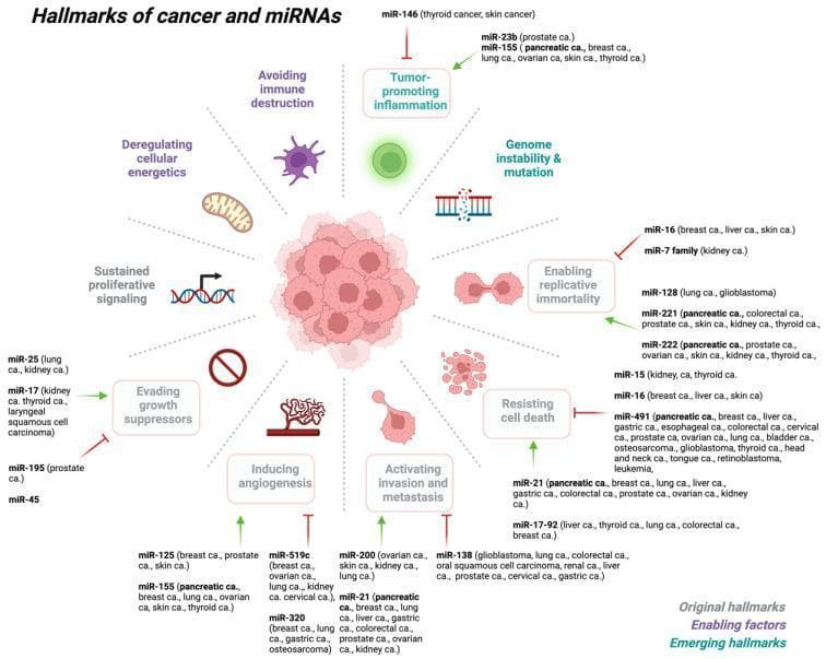 This medical infographic illustrates Hanahan and Weinberg’s hallmarks of cancer and their regulation by specific microRNAs (miRNAs). Centered around a primary tumor mass, ten hallmarks are arranged radially: Sustained proliferative signaling (DNA helix), Deregulating cellular energetics (mitochondrion), Avoiding immune destruction (leukocyte), Tumor-promoting inflammation, Genome instability & mutation (fragmented DNA), Enabling replicative immortality (dividing cells), Resisting cell death (apoptotic bodies), Activating invasion and metastasis (migrating cells), Inducing angiogenesis (vessel sprouting), and Evading growth suppressors. The diagram classifies these into original hallmarks, enabling factors, and emerging hallmarks. Specific miRNAs (oncomiRs and tumor-suppressor miRs) are linked to each hallmark with green arrows (activation) or red bars (inhibition). For example, miR-21 is shown promoting metastasis and resisting cell death across multiple cancers (pancreatic, breast, lung), while miR-155 is linked to inflammation and angiogenesis. The diagram serves as an educational summary of how non-coding RNA dysregulation drives malignant transformation and progression in various human cancers, including lung, colorectal, and prostate carcinomas.