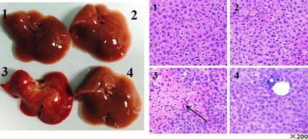 This composite medical image presents a comparative study of liver pathology across four experimental groups (1: Control, 2: Drug, 3: Con A, 4: Con A + Drug), utilizing both macroscopic photographs and microscopic histology. The left panel shows clinical photographs of harvested livers. Groups 1, 2, and 4 exhibit normal morphology with smooth, glistening surfaces and uniform reddish-brown coloration. In contrast, group 3 (Con A-induced injury) displays gross pathological changes, including a congested deep red color, uneven texture, and surface nodules. The right panel displays light microscopy images of liver sections stained with Hematoxylin and Eosin (H&E) at 200x magnification. Histological analysis of group 3 reveals significant hepatotoxicity characterized by massive cell death (indicated by an arrow), reduced cellular density, and inflammatory cellular infiltration. Sections from groups 1, 2, and 4 show preserved hepatic architecture, normal hepatocyte density, and minimal inflammation. This visual comparison illustrates the protective effect of a pharmacological agent against Con A-induced hepatitis and acute liver injury by demonstrating the preservation of both gross organ morphology and microscopic cellular structure.
