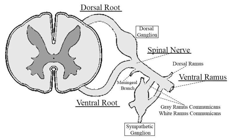 This anatomical diagram illustrates a transverse cross-section of the spinal cord and the subsequent formation and branching of a spinal nerve. The spinal cord is shown with its characteristic internal butterfly-shaped gray matter and surrounding white matter. Extending from the posterior and anterior aspects are the dorsal (sensory) and ventral (motor) roots, respectively. The dorsal root features a prominent dorsal root ganglion. These roots converge to form the mixed spinal nerve. The diagram details the primary distal branches of the spinal nerve, including the small recurrent meningeal branch, the dorsal ramus (supplying paraspinal structures), and the large ventral ramus (supplying the limbs and torso). Additionally, the image shows the rami communicantes (gray and white) connecting the spinal nerve to the sympathetic paravertebral ganglion, highlighting the integration with the autonomic nervous system. This educational illustration is designed to teach peripheral neuroanatomy and the functional pathways of spinal nerve distribution.