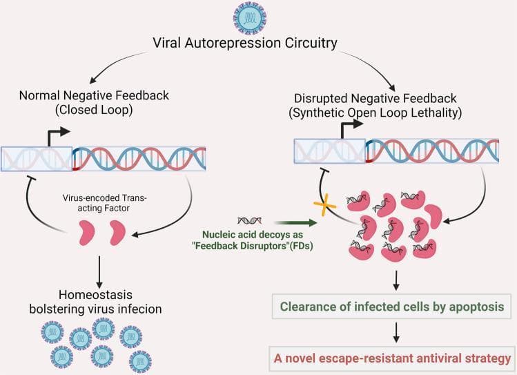 This pathophysiology diagram illustrates the concept of 'open-loop lethality' in viral autorepression circuitry as a novel antiviral strategy. The illustration is divided into two comparative scenarios: 'Normal Negative Feedback (Closed Loop)' and 'Disrupted Negative Feedback (Synthetic Open Loop Lethality)'. On the left, the natural process shows virus-encoded trans-acting factors (red shapes) binding to cis-regulatory sequences on the viral genome to inhibit excessive transcription. This closed loop maintains viral homeostasis and promotes successful infection. On the right, the introduction of synthetic nucleic acid decoys, acting as 'Feedback Disruptors' (FDs), is shown. These decoys sequester the trans-acting factors, indicated by a yellow 'X' disrupting the inhibition arrow. This disruption results in a 'synthetic open loop,' leading to unchecked viral protein expression and toxic accumulation. The diagram maps the downstream educational concepts from this disruption: the clearance of infected cells by apoptosis and the development of an escape-resistant antiviral strategy. Key components labeled include the viral genome (double helix), trans-acting factors, and viral progeny, illustrating principles of molecular virology and therapeutic design.