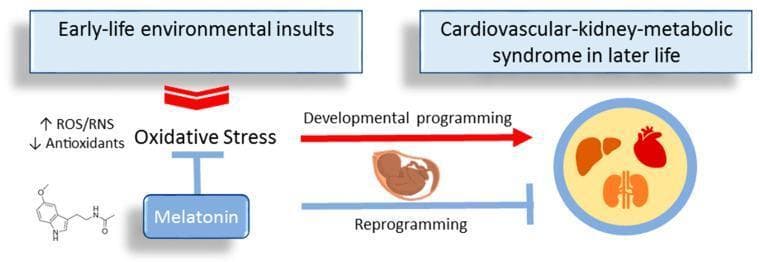 A pathophysiology diagram illustrating the 'Developmental Origins of Health and Disease' (DOHaD) concept, specifically focusing on how melatonin acts as a reprogramming strategy to prevent cardiovascular-kidney-metabolic (CKM) syndrome. The flow begins with 'Early-life environmental insults' leading to 'Oxidative Stress,' characterized by increased Reactive Oxygen/Nitrogen Species (ROS/RNS) and decreased antioxidants. This state triggers 'Developmental programming' in the fetus, ultimately leading to 'Cardiovascular-kidney-metabolic syndrome in later life,' visually represented by icons of the liver, heart, and kidneys. Central to the diagram is the intervention of 'Melatonin,' shown with its chemical structure. Melatonin is depicted with inhibitory T-bars pointing towards 'Oxidative Stress' and the progression to adult disease. A parallel 'Reprogramming' pathway mediated by melatonin suggests a mechanism to counteract detrimental programming during the perinatal period. This educational visual emphasizes the role of oxidative stress in fetal programming and the therapeutic potential of antioxidant hormones like melatonin in preventive medicine and maternal-fetal health.