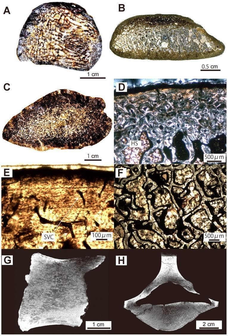This composite educational image illustrates the microanatomy and histology of mammalian bone across multiple scales. Panels A–C show macro-scale transverse sections of long bones (femur and rib), highlighting a dense, cancellous inner structure with an extremely thin compact cortical layer and an extensive network of trabeculae instead of a central medullary cavity. Panels D–F present high-resolution light microscopy of the bone matrix. Panel D, under polarized light, demonstrates birefringent Haversian Systems (HS) and secondary osteons, indicative of intense remodeling. Panel E, viewed with natural light, reveals the primary cortical bone matrix containing simple vascular canals (SVC). Panel F provides a detailed view of the interconnected trabecular struts within the medullary region. Panels G and H represent virtual radiographic sections (sagittal and transverse) of a vertebral centrum, displaying a characteristic cancellous organization with small intertrabecular spaces and a minimal surrounding cortical shell. These visuals are pedagogically significant for studying bone density variations, pachyosteosclerosis, and the microscopic markers of bone remodeling (Haversian systems and Lines of Arrested Growth).