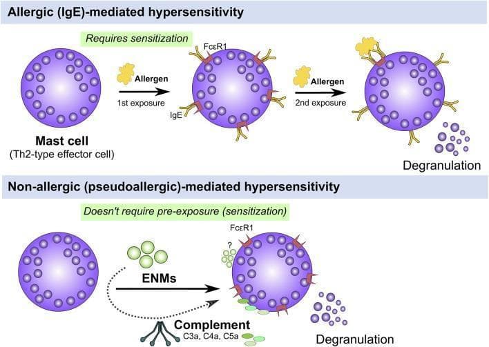 A comparative pathophysiology diagram illustrating two mechanisms of mast cell activation and degranulation in hypersensitivity. The top panel depicts 'Allergic (IgE)-mediated hypersensitivity,' showing a multi-step process: initial sensitization where an allergen exposure leads to IgE antibodies binding to Fć̵R1 receptors on a Th2-type effector mast cell, followed by a second exposure where allergen cross-linking of the IgE-Fć̵R1 complex triggers degranulation. The bottom panel depicts 'Non-allergic (pseudoallergic)-mediated hypersensitivity,' highlighting that this pathway does not require prior sensitization. Instead, activation is triggered by direct interaction with Engineered Nanomaterials (ENMs) or anaphylatoxins from the complement system (C3a, C4a, C5a), leading directly to the release of intracellular granules. Visually, mast cells are shown as spherical purple cells with dense internal granules that are expelled into the extracellular space upon activation. The diagram serves as an educational tool to distinguish classic Type I hypersensitivity from direct mast cell triggers relevant to toxicology and immunology.