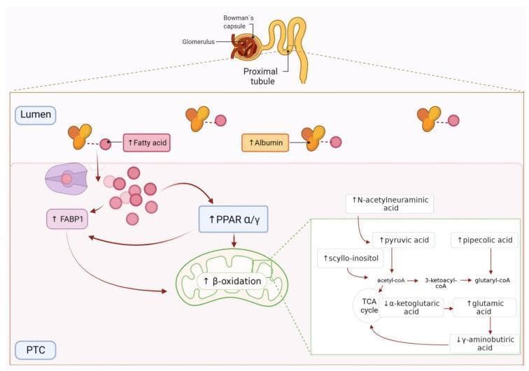 This medical illustration depicts the pathophysiology of fatty acid oxidation (FAO) in renal proximal tubular cells (PTCs). The top panel shows a nephron diagram highlighting the glomerulus, Bowman’s capsule, and proximal tubule. The main panel illustrates the transition from the tubular lumen to the PTC. In the lumen, increased albumin-bound fatty acids are shown entering the PTC via FABP1 (Fatty Acid Binding Protein 1). Intracellularly, there is an upregulation of PPAR ̑/̳, leading to increased mitochondrial ̒-oxidation. A detailed metabolic map within the mitochondrial compartment shows altered metabolite abundance associated with early renal damage. Specifically, it displays increased levels of N-acetylneuraminic acid, scyllo-inositol, pyruvic acid, pipecolic acid, and glutamic acid. Conversely, it shows decreased levels of ̑-ketoglutaric acid and ̳-aminobutyric acid (GABA). These changes are linked to the TCA cycle and acetyl-CoA production. This diagram serves as an educational tool for understanding metabolic reprogramming and cardiorenal risk in the context of normoalbuminuric hypertension.