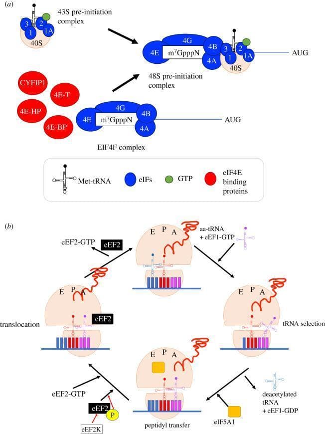 This pathophysiology diagram illustrates the eukaryotic translation process, divided into initiation and elongation phases. Panel (a) focuses on translation initiation, showing the assembly of the 43S pre-initiation complex (comprising the 40S subunit, Met-tRNA, and eIFs 1, 1A, 2, and 3) and the eIF4F complex (eIF4E, 4G, 4A, and 4B) at the mRNA 5' cap (m7GpppN). These components converge to form the 48S pre-initiation complex, which scans for the AUG start codon. Regulatory eIF4E-binding proteins (CYFIP1, 4E-T, 4E-HP, 4E-BP) are shown as competitive inhibitors. Panel (b) depicts the elongation cycle: tRNA selection, where an aa-tRNA enters the A site via eEF1-GTP; peptidyl transfer, involving eIF5A1 and the transfer of the polypeptide chain; and translocation, mediated by eEF2-GTP. The diagram highlights the movement of tRNAs through the ribosomal E, P, and A sites. Regulatory phosphorylation of eEF2 by eEF2K is also shown, illustrating translational control mechanisms relevant to cellular proteostasis.
