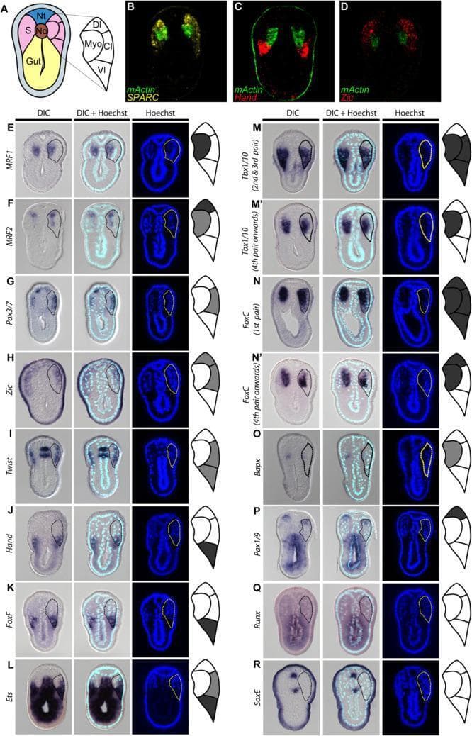 This composite educational image illustrates the molecular compartmentalization of somites in an N3-stage amphioxus (Branchiostoma) embryo, a key model for chordate evolution and developmental biology. Panel A provides a schematic of the cross-section, identifying the neural tube, notochord, and gut, with the somite divided into myotome (Myo), dorsolateral (Dl), centrolateral (Cl), and ventrolateral (Vl) domains. Panels B–D utilize double fluorescent in situ hybridization to demonstrate mutually exclusive expression of medial markers (mActin in red) and lateral markers (SPARC, Hand, and Zic in green). Panels E–R present a systematic survey of somite marker genes (e.g., MRF1/2, Pax3/7, Twist, FoxC, Pax1/9) across three imaging modalities: Differential Interference Contrast (DIC) for purple-stained gene expression, DIC + Hoechst, and Hoechst nuclear staining (fluorescence). Each row includes a localized diagram shaded in gray to indicate expression intensity. This comparative analysis demonstrates homologous patterning to vertebrate dermomyotome, myotome, and lateral plate mesoderm, while highlighting specific differences in sclerotome marker expression.