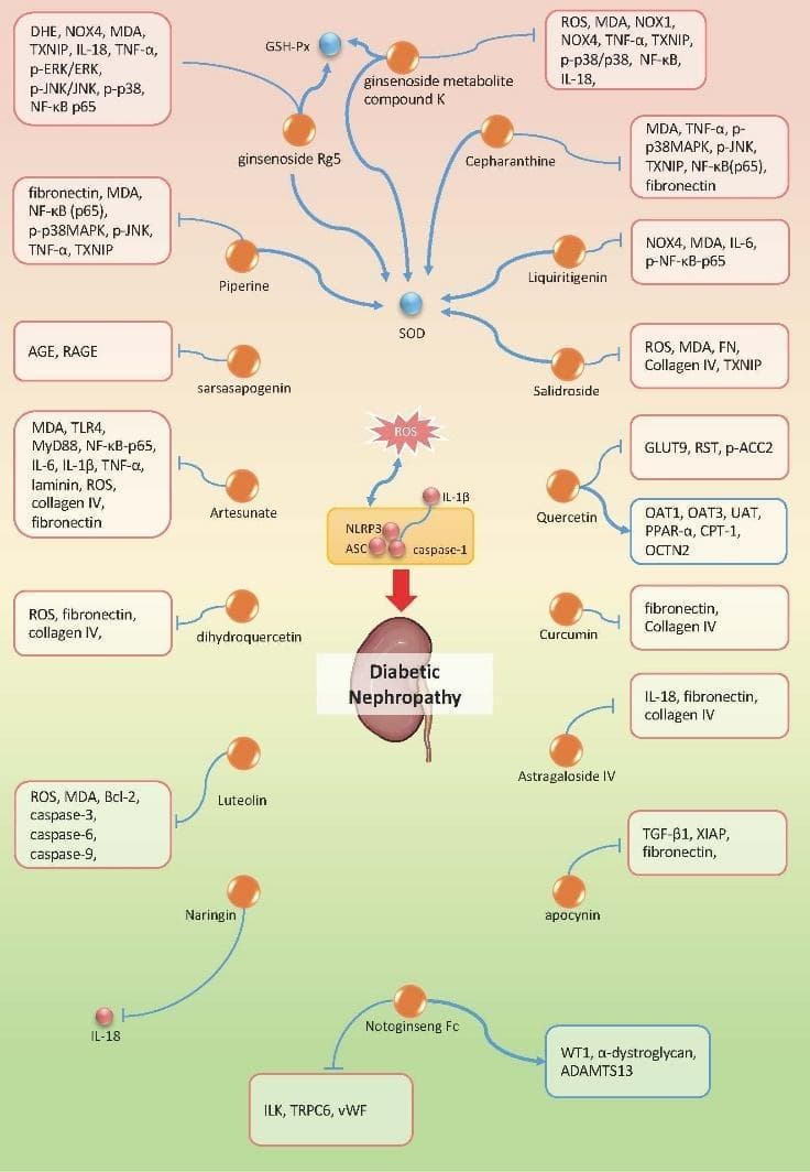 A medical pathophysiology diagram illustrating the therapeutic mechanisms of various natural compounds in the treatment of Diabetic Nephropathy (DN) through the modulation of the NLRP3 inflammasome signaling pathway. The central axis depicts the progression from ROS and IL-1̢ stimulation to the activation of the NLRP3 inflammasome complex (NLRP3, ASC, caspase-1), ultimately leading to renal damage. Surrounding this axis are orange nodes representing bioactive candidates such as Quercetin, Curcumin, Artesunate, and Luteolin. The diagram utilizes blue T-bars to indicate the inhibition of pro-inflammatory and pro-fibrotic markers, including NF-̠B, TNF-α, fibronectin, collagen IV, and various caspases (3, 6, 9). Conversely, blue arrows indicate the upregulation of protective antioxidant enzymes like SOD and GSH-Px. Specific pathways shown include MAPK (p38, JNK, ERK) inhibition and the regulation of metabolic transporters (GLUT9, OAT1). This schematic summarizes how diverse natural agents suppress the chronic low-grade inflammation and oxidative stress that drive the pathogenesis of diabetic kidney disease.
