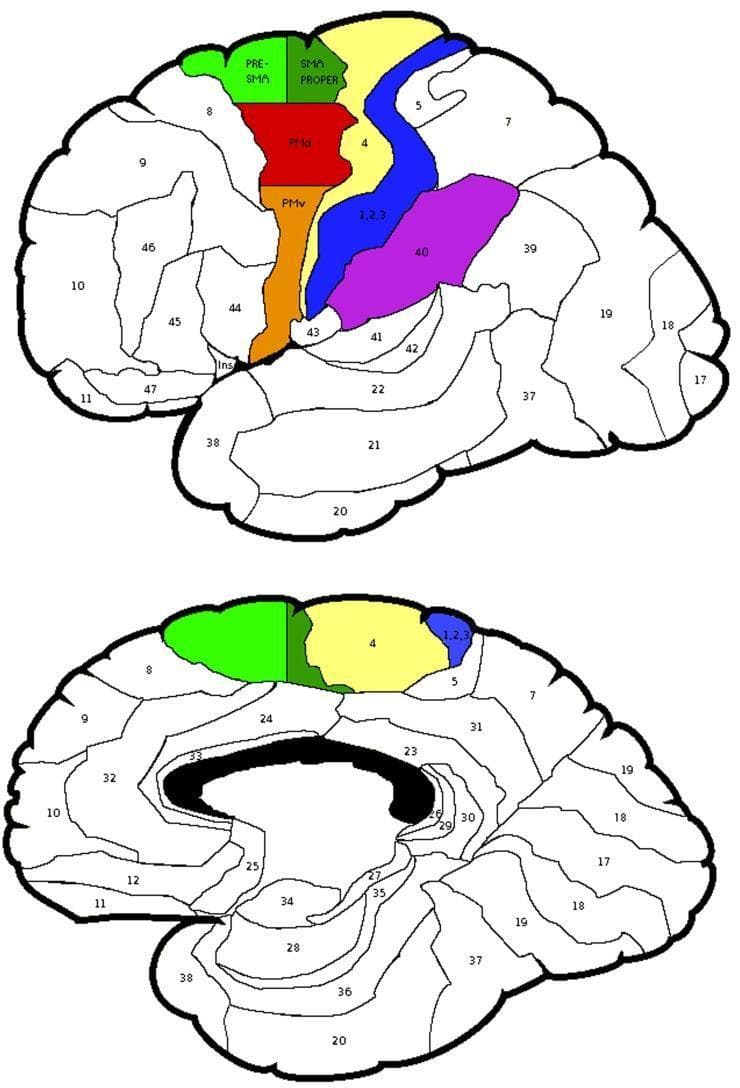 This medical anatomical diagram illustrates the functional subdivisions of the human cerebral cortex, focusing on Brodmann Areas (BA) relevant to motor and sensory processing. The visual contains two schematic views of the brain: a lateral surface view (top) and a medial surface view (bottom). Specific regions of interest are color-coded and labeled to show their spatial relationships. Highlighted areas include the Pre-SMA (light green) and SMA proper (dark green) within the medial frontal lobe. On the lateral surface, the dorsal premotor cortex (PMd, red) and ventral premotor cortex (PMv, orange) are depicted anterior to the primary motor cortex (BA 4, yellow). The primary somatosensory cortex (BA 1, 2, 3) is shown in blue, posterior to the central sulcus, while the supramarginal gyrus (BA 40) is highlighted in purple. Other Brodmann areas are numerically labeled but uncolored. This educational material is designed for neuroscience and neurology students to understand cortical topographical organization and regions involved in proprioception and limb movement control.