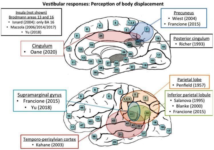 Two schematic topographical diagrams of the human brain illustrating cortical areas associated with vestibular responses, specifically the perception of body displacement. The top diagram shows a medial view of the cerebral hemisphere, highlighting the Precuneus (Brodmann area 7), Posterior cingulum (BA 31), and the Cingulum (BA 24, 32, 33). The bottom diagram depicts a lateral view, highlighting the Parietal lobe, Inferior parietal lobule (BA 39, 40), Supramarginal gyrus, and the Temporo-perisylvian cortex. Both diagrams include numbered stimulation sites corresponding to specific neuroanatomical locations. Text boxes identify key functional regions and cite primary literature (e.g., Penfield 1957, Blanke 2000, Oane 2020) that investigated these areas through electrical stimulation. A note specifies that the Insula (Brodmann areas 13 and 16) is also associated with these responses although not visually depicted in these specific planes. This educational graphic serves to map the extensive vestibular cortical network involved in spatial orientation and self-motion perception.