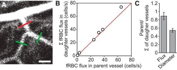 This composite educational graphic illustrates the analysis of red blood cell (RBC) flux at microvascular bifurcations in the retina. Panel A is a diagnostic confocal microscopy image showing a vascular bifurcation; a red line indicates a perpendicular line scan across the parent vessel, while green lines indicate scans across the daughter vessels (scale bar: 40 µm). Panel B is a scatter plot comparing fluorescent RBC (fRBC) flux in the parent vessel against the sum of fRBC fluxes in the daughter vessels (measured in cells/s). The data points align closely with a red unity line, demonstrating mass conservation of blood flow at branching points. Panel C is a bar graph showing the ratio of the parent vessel to the sum of daughter vessels for both RBC flux (approximately 0.9) and vessel diameter (approximately 0.54). These panels collectively demonstrate a validated methodology for measuring absolute hemodynamic parameters and provide physiological insights into the relationship between vascular geometry and blood flow distribution in the human-related biomedical research context.
