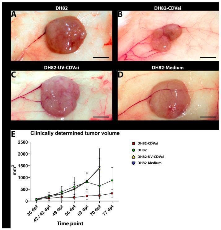 This composite educational resource presents clinical images and a line graph illustrating tumor growth in a DH82 cell line xenograft model, evaluating the effects of Canine Distemper Virus (CDV) infection. Figures A-D show representative gross photographs of subcutaneous neoplasms at 63 days post-transplantation (dpt) across four groups: non-infected controls (DH82), CDV-infected (DH82-CDVai), UV-inactivated CDV-injected (DH82-UV-CDVai), and medium-injected controls. The DH82-CDVai neoplasm (B) is visually smaller and exhibits more lobulated surface characteristics compared to the larger, smoother, and more spherical neoplasms in the control groups (A, C, D). Prominent peritumoral vasculature is visible in all specimens. A scale bar representing 0.5 cm is included in each image. Figure E displays a line graph of clinically determined tumor volume (mm³) from 35 to 77 dpt. The graph demonstrates that CDV-infected xenografts maintain a relatively stable, significantly lower volume over time compared to the continuous progression and rapid growth observed in the non-infected and medium-treated control groups.
