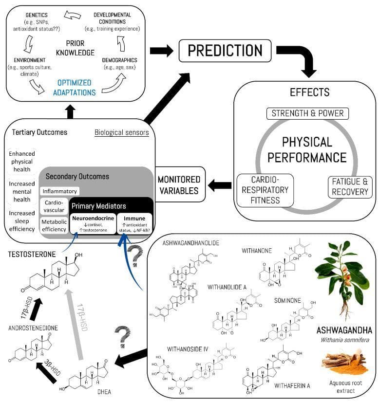 A comprehensive pathophysiology and pharmacology diagram illustrating the mechanisms by which Ashwagandha (Withania somnifera) influences human physical performance. The flowchart integrates predictive regulation models with biochemical pathways. At the top, 'Prior Knowledge' (comprising genetics, environment, developmental conditions, and demographics) leads to 'Optimized Adaptations,' which inform a 'Prediction' loop affecting 'Physical Performance' outcomes, including Strength & Power, Cardio-Respiratory Fitness, and Fatigue & Recovery. The biochemical section details the conversion of DHEA to Androstenedione via 3̢β-HSD, and the reversible conversion between Androstenedione and Testosterone via 17β-HSD. Ashwagandha components, specifically withanolides (Withaferin A, Withanoside IV, Withanolide A, Ashwagandhanolide, Withanone, and Sominone), are shown as primary mediators. These compounds influence neuroendocrine systems (decreasing cortisol, increasing testosterone) and immune responses (increasing antioxidant status, decreasing NF-κκB). These primary mediators cascade into secondary outcomes (inflammatory, cardiovascular, and metabolic efficiency) and tertiary outcomes (enhanced physical and mental health, sleep efficiency), which are monitored as biological sensors to provide feedback for predictive physical performance regulation.