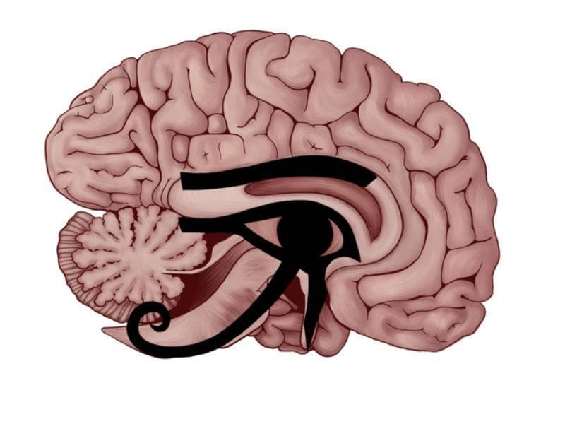 This medical illustration presents an anatomical diagram of a human brain in a mid-sagittal section, featuring the superimposition of the Eye of Horus over key neuroanatomical structures. The underlying anatomy displays the cerebrum with its cortical gyri and sulci, the corpus callosum, the cerebellum showing the arbor vitae pattern, the brainstem, and the diencephalic region. The Eye of Horus is strategically aligned to illustrate perceived correlations between its geometric components and functional brain anatomy: the eyebrow corresponds to the corpus callosum; the pupil is centered over the thalamus and interthalamic adhesion (massa intermedia); the anterior triangular component aligns with the olfactory trigone; and the descending extensions correspond to the pathways for hearing (Brodmann areas 41/42), taste, and the somatosensory tract. The image serves as a comparative conceptual diagram linking ancient symbolic art with functional neuroanatomy, highlighting the central nervous system's sensory processing centers and commissural fibers.
