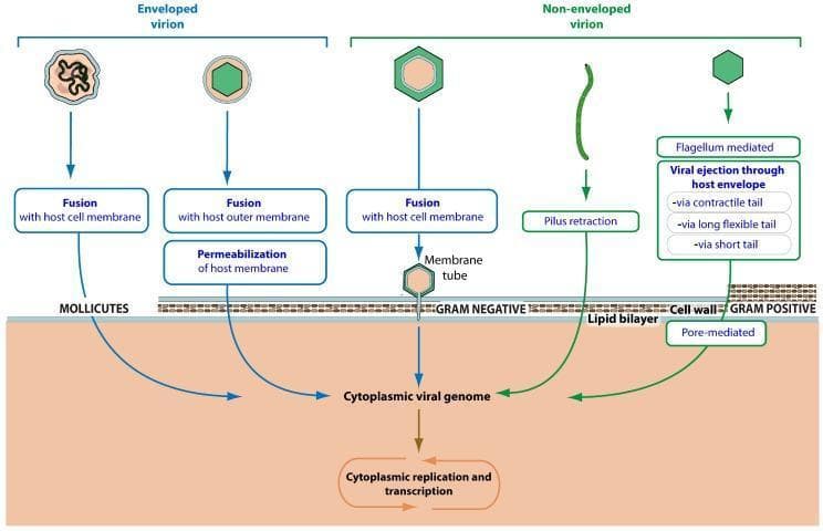 A scientific infographic illustrating the mechanisms of viral entry across different bacterial cell envelopes, focusing on enveloped and non-enveloped virions. The diagram is divided by host bacterial type: Mollicutes, Gram-negative, and Gram-positive bacteria. For enveloped virions infecting Mollicutes, the diagram shows fusion with the host cell membrane or host outer membrane, followed by membrane permeabilization. For Gram-negative bacteria, non-enveloped virions utilize mechanisms such as fusion with the cell membrane via a membrane tube or pilus retraction. For Gram-positive bacteria, entry is depicted as flagellum-mediated or viral ejection through the host envelope/cell wall using contractile, long flexible, or short tails, as well as pore-mediated entry. All pathways converge at the delivery of the 'Cytoplasmic viral genome' into the host cytoplasm, leading to 'Cytoplasmic replication and transcription.' The schematic effectively compares the structural challenges presented by different bacterial cell walls (e.g., lipid bilayers vs. thick peptidoglycan layers) and the corresponding viral penetration strategies.