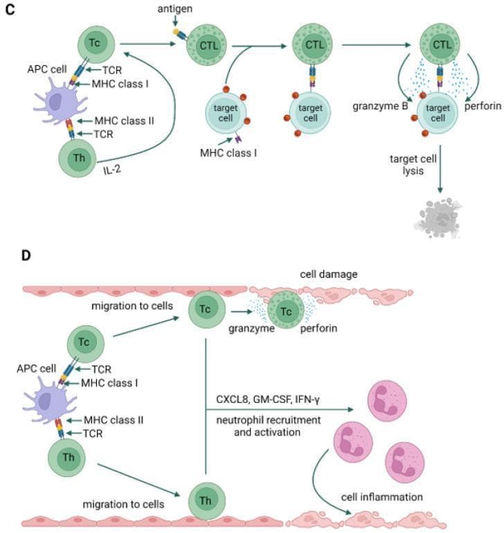 This pathophysiology diagram illustrates the cellular mechanisms of Type IVc and Type IVd hypersensitivity reactions.
Panel C (Type IVc) depicts a cytotoxic T-cell-mediated pathway. It shows an antigen-presenting cell (APC) interacting with a cytotoxic T cell (Tc) via MHC class I and a helper T cell (Th) via MHC class II. Stimulated by IL-2, the Tc cell differentiates into a cytotoxic T lymphocyte (CTL). The CTL recognizes antigens on a target cell's MHC class I molecule, triggering the release of granzyme B and perforin, which culminates in target cell lysis.
Panel D (Type IVd) illustrates a neutrophil-mediated delayed-type hypersensitivity reaction. Similar to Type IVc, an APC activates Tc and Th cells. These cells migrate to the site of cell damage. The Tc cells release granzyme and perforin, while the T lymphocytes (Tc and Th) secrete chemokines and cytokines including CXCL8 (IL-8), GM-CSF, and IFN-gamma. This signaling promotes neutrophil recruitment and activation, leading to tissue inflammation.
These diagrams serve as educational resources for understanding the molecular immunology and T-cell-mediated mechanisms of delayed hypersensitivity disorders.