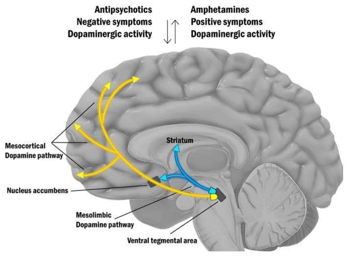 An anatomical diagram of the human brain in a midsagittal view illustrating the dopamine hypothesis of schizophrenia. The illustration highlights two primary dopaminergic pathways originating from the Ventral Tegmental Area (VTA) in the midbrain: the Mesocortical Dopamine Pathway, represented by yellow arrows projecting to the prefrontal cortex, and the Mesolimbic Dopamine Pathway, indicated by yellow arrows projecting to the Nucleus Accumbens. Additionally, blue arrows indicate projections toward the Striatum. At the top, a conceptual comparison lists clinical correlations: 'Antipsychotics' are associated with reduced 'Dopaminergic activity' and 'Negative symptoms,' while 'Amphetamines' are linked to increased 'Dopaminergic activity' and 'Positive symptoms.' Vertical arrows between these lists indicate an inverse relationship between the effects of these substances. This diagram serves as a neurobiological model for medical students and clinicians to visualize the pathophysiology of schizophrenia and the mechanism of action for antipsychotic medications and psychostimulants.
