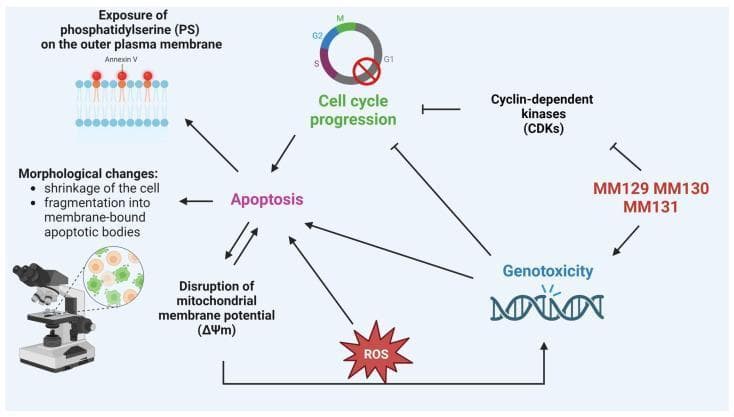 This pathophysiology diagram illustrates the anticancer mechanism of action for sulfonamide derivatives MM129, MM130, and MM131. The pathway depicts these compounds inhibiting cyclin-dependent kinases (CDKs) and inducing genotoxicity, represented by DNA strand breaks. These actions lead to a blockade of cell cycle progression (arrested at G1, S, G2, or M phases) and the direct induction of apoptosis. The diagram highlights several hallmark features of programmed cell death: the exposure of phosphatidylserine (PS) on the outer plasma membrane (detectable by Annexin V), disruption of mitochondrial membrane potential (ΔΨm), and characteristic morphological changes including cell shrinkage and fragmentation into membrane-bound apoptotic bodies. A positive feedback loop is shown where the loss of mitochondrial potential leads to the generation of reactive oxygen species (ROS), which in turn exacerbates genotoxicity and further promotes apoptosis. This illustration is designed for advanced biomedical education regarding signal transduction, oncology pharmacology, and cell death mechanisms.