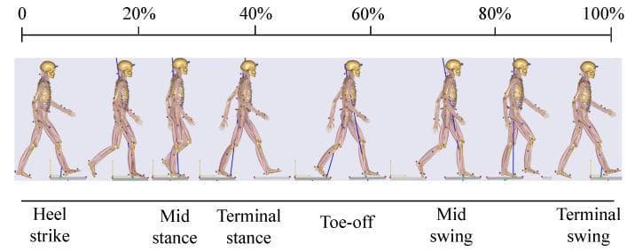 This medical illustration presents a comprehensive analysis of the human gait cycle, depicted through a series of eight anatomical models in a sagittal view. The diagram is structured along a timeline from 0% to 100%, categorizing the motion into distinct stance and swing phases. Key biomechanical events identified include Heel Strike (initial contact), Mid-stance (single limb support), Terminal Stance (heel-off), Toe-off (preswing), Mid-swing, and Terminal Swing. The models demonstrate the dynamic changes in joint kinematics, specifically showing hip flexion and extension, knee flexion/extension for shock absorption and ground clearance, and ankle plantarflexion/dorsiflexion. Markers on the musculoskeletal models indicate points of data collection, likely via inertial measurement units (IMUs), used for gait analysis in rehabilitation or kinesiology. This visual serves as an educational tool for understanding the spatiotemporal parameters of normal walking, often utilized in the development of assistive technologies like soft exosuits and the clinical evaluation of mobility disorders.