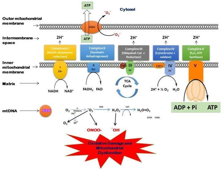 This pathophysiology diagram illustrates mitochondrial bioenergetics, specifically the electron transport chain (ETC), ATP synthesis, and the generation of reactive oxygen/nitrogen species (ROS/RNS). The upper portion details the inner mitochondrial membrane containing Complexes I through V. Complex I (NADH ubiquinone reductase) and Complex II (Succinate dehydrogenase) receive electrons from NADH and FADH2, respectively. Electrons flow through ubiquinone (CoQ) and cytochrome c (Cyt c) to Complex IV (Cytochrome c oxidase), which reduces O2 to H2O. Complexes I, III, and IV pump protons (H+) into the intermembrane space, creating a gradient that drives Complex V (F0F1 ATP Synthase) to convert ADP + Pi into ATP. ATP then exits to the cytosol via the VDAC channel. The lower section depicts oxidative stress pathways: O2 is converted to superoxide (•O2-) by oxidases or mitochondrial leakage. Superoxide is neutralized by Superoxide Dismutase (SOD) into H2O2, which Catalase (CAT) or the GSH/GSSG cycle converts to water. Alternatively, superoxide reacts with NO to form peroxynitrite (ONOO-) or leads to hydroxyl radicals (•OH), resulting in oxidative damage, mtDNA mutations, and mitochondrial dysfunction.
