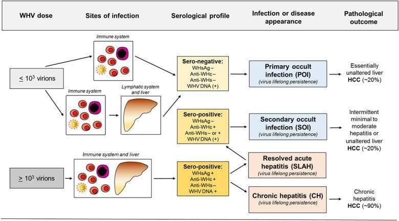 This pathophysiology flow diagram illustrates the development of Woodchuck Hepatitis Virus (WHV) infections, serving as a preclinical model for human Hepatitis B virus (HBV). The diagram categorizes outcomes based on viral load (WHV dose), sites of infection, serological profiles, and pathological outcomes. A low dose (≤ 10^3 virions) primarily targets the immune system, leading to Primary Occult Infection (POI) characterized by a sero-negative profile (WHsAg-, Anti-WHc-, Anti-WHs-) despite WHV DNA persistence. This may progress to hepatocellular carcinoma (HCC) in ~20% of cases. A secondary pathway for low doses involves the lymphatic system and liver, leading to Secondary Occult Infection (SOI) with a sero-positive profile (WHsAg-, Anti-WHc+, Anti-WHs +/-). Higher doses (≥ 10^3 virions) concurrently infect the immune system and liver, presenting as sero-positive (WHsAg+, Anti-WHc+, Anti-WHs-). These infections lead to either Resolved Acute Hepatitis (SLAH), which transitions to SOI, or Chronic Hepatitis (CH). CH carries a high risk of HCC (~90%). The chart emphasizes the persistence of viral DNA across all outcomes despite differing serological markers.