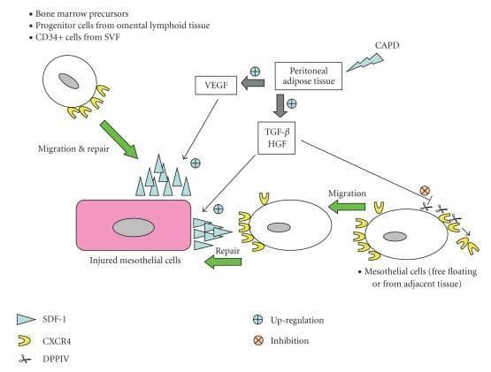 This pathophysiology diagram illustrates the signaling pathways and cellular mechanisms involved in the repair of injured mesothelial cells during continuous ambulatory peritoneal dialysis (CAPD). The schematic shows the interplay between peritoneal adipose tissue and mesothelial regeneration. Peritoneal adipose tissue, influenced by CAPD and up-regulated by VEGF, secretes TGF-̢ and HGF. These factors stimulate the up-regulation of the SDF-1 (stromal-derived factor-1) chemokine on injured mesothelial cells. SDF-1 (blue triangles) acts as a ligand for CXCR4 receptors (yellow U-shapes) on migrating cells, including bone marrow precursors, omental lymphoid progenitor cells, and CD34+ cells from the stromal vascular fraction (SVF). A regulatory mechanism is depicted where DPPIV (represented by scissors) cleaves the CXCR4 receptor to inhibit migration. The diagram highlights the SDF-1/CXCR4 axis as a critical driver for cell trafficking, recruitment, and subsequent repair and re-epithelialization of the peritoneal membrane after injury.