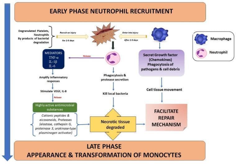 This medical pathophysiology flowchart illustrates the inflammatory phase following a cutaneous injury, specifically focusing on early-phase neutrophil recruitment and late-phase monocyte transformation. The diagram is structured to show the temporal progression of wound healing over 2-5 days. Central to the initial stage is a cutaneous incision icon attracting neutrophils and degranulated platelets. The neutrophil-mediated pathway details the release of pro-inflammatory mediators (TNF-α, IL-1β, IL-6), which amplify the inflammatory response and stimulate VEGF and IL-8, leading to the release of antimicrobial substances like cationic peptides and proteases (elastase, cathepsin G). These neutrophils perform phagocytosis and protease secretion to kill local bacteria and degrade necrotic tissue. Simultaneously, macrophages enter the injury site after 2-3 days, secreting growth factors and chemokines while performing phagocytosis of pathogens and cell debris. This macrophage activity promotes cell tissue movement to facilitate repair mechanisms. The flowchart concludes with a transition into the late phase, characterized by the appearance and transformation of monocytes into mature macrophages, bridging the inflammatory response to the proliferative repair stage.