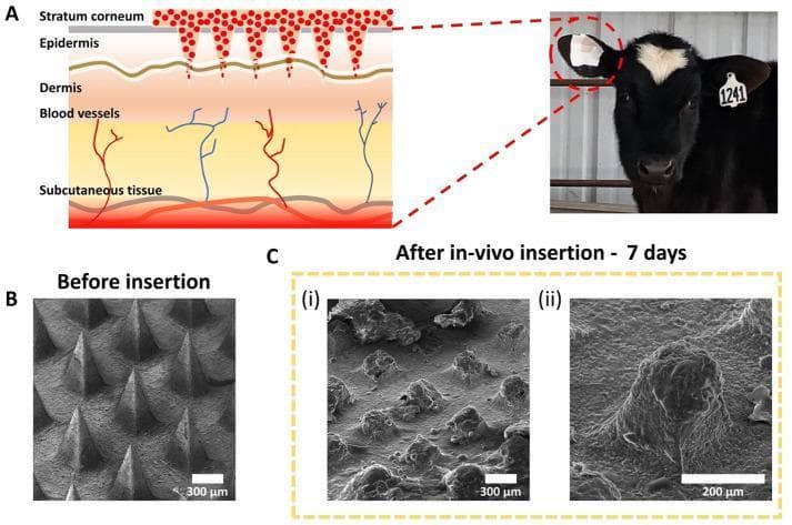 This educational graphic illustrates the in-vivo degradation and transdermal drug delivery mechanism of a chitosan-based microneedle patch. Panel A presents a cross-sectional pathophysiology diagram of bovine skin layers, showing microneedles penetrating the stratum corneum to reach the epidermis and dermis. Red markers indicate drug release into the systemic circulation via dermal blood vessels. A clinical photograph identifies the application site on a calf's ear. Panel B displays a scanning electron microscopy (SEM) image of the microneedle array 'Before insertion,' showing sharp, cone-shaped structures with smooth surfaces and defined geometry (scale bar 300 μm). Panel C provides SEM images 'After in-vivo insertion - 7 days' at two magnifications. Image (i) shows a wide view where the needles appear blunted and partially dissolved (scale bar 300 μm), while image (ii) provides a high-magnification view of a single, significantly degraded microneedle with a rough, 'melted' surface texture (scale bar 200 μm). The visual data demonstrates the biodegradable nature of the chitosan matrix for sustained drug delivery.