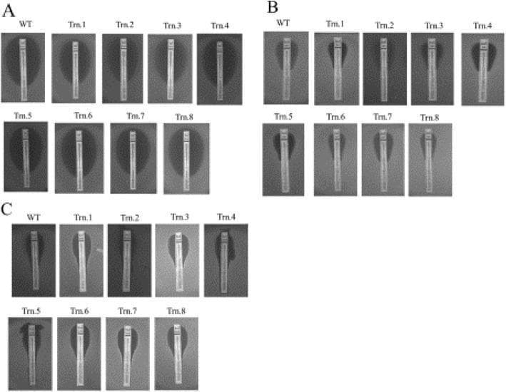 This diagnostic image displays a Minimum Inhibitory Concentration (MIC) strip test (Etest) comparing the antifungal susceptibility of Candida albicans wild-type (WT) and eight truncated chromosome 4 strains (Trn.1–Trn.8). The figure is divided into three sections: (A) Fluconazole (range 0.016–256 μg/ml), (B) Amphotericin B (range 0.002–32 μg/ml), and (C) Caspofungin (range 0.002–32 μg/ml). Each panel shows a vertical MIC strip containing a concentration gradient of the drug placed on an agar plate inoculated with the fungal strain. The elliptical zone of inhibition (clear area) surrounding the strip represents growth inhibition. The point where the ellipse intersects the strip indicates the MIC value. In all three sections, the elliptical inhibition patterns for the truncated strains are visually consistent with the wild-type strain, indicating that the chromosomal truncations did not significantly alter the susceptibility or resistance profile to these three classes of antifungal agents (azoles, polyenes, and echinocandins). This visual data supports the conclusion that the deleted portions of chromosome 4 do not harbor primary determinants for drug resistance in these test conditions.