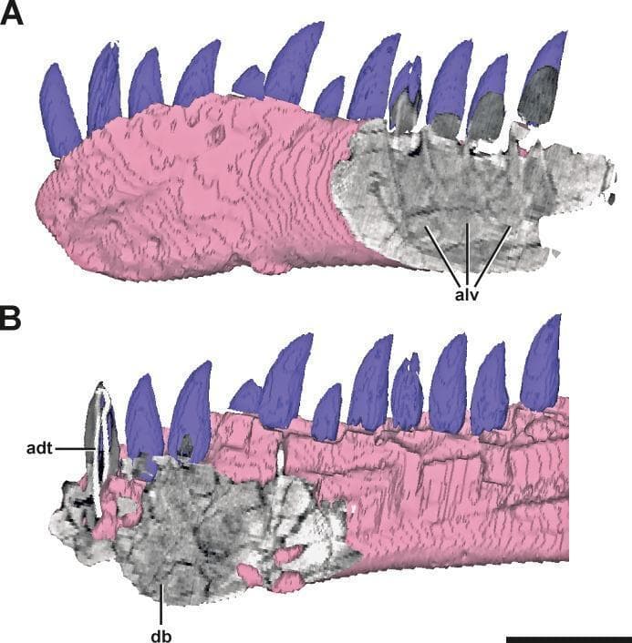 This diagnostic comparison uses a 3D surface model and CT cross-sections to analyze the dental anatomy and bone density of a mandibular structure (left dentary). Section A displays a lateral view of the posterior region, where the CT overlay reveals a cancellous, spongy bone architecture with distinct, repetitive indentations labeled as alveoli (alv). These deep pockets confirm the physiological sites for tooth implantation. Section B displays a mirrored medial view of the anterior region, demonstrating a marked contrast in bone morphology. In this area, the CT data shows a significantly denser, compact bone matrix (db) that lacks visible alveoli or structural indentations, indicating a non-tooth-bearing segment in this specific pathology or anatomical variant. An artificial dentary tooth (adt) with an internal wire is noted for reference. The image highlights the use of comparative imaging to differentiate between functional dental alveolar bone and dense, non-alveolar cortical bone, facilitating the study of mandibular structural integrity and potential dental abnormalities.
